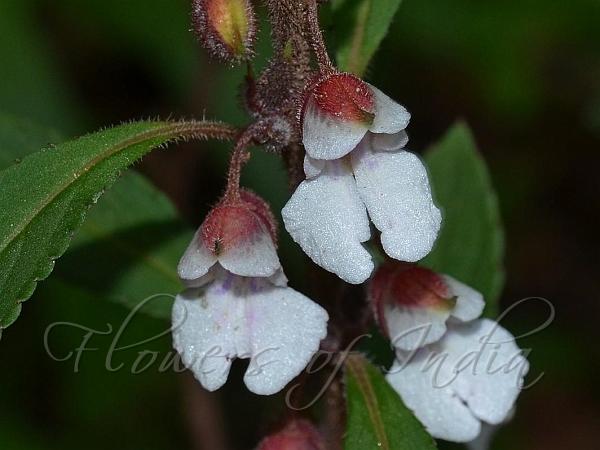 Rough-Leaved Spurless Balsam